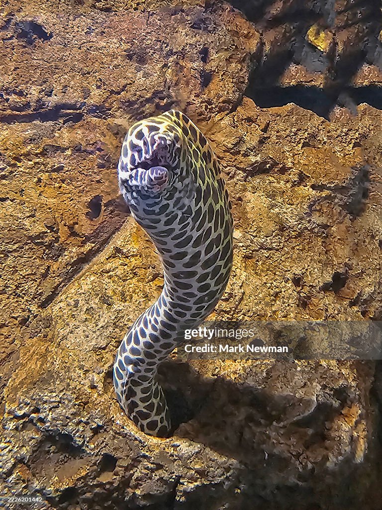 Honeycomb moray eel