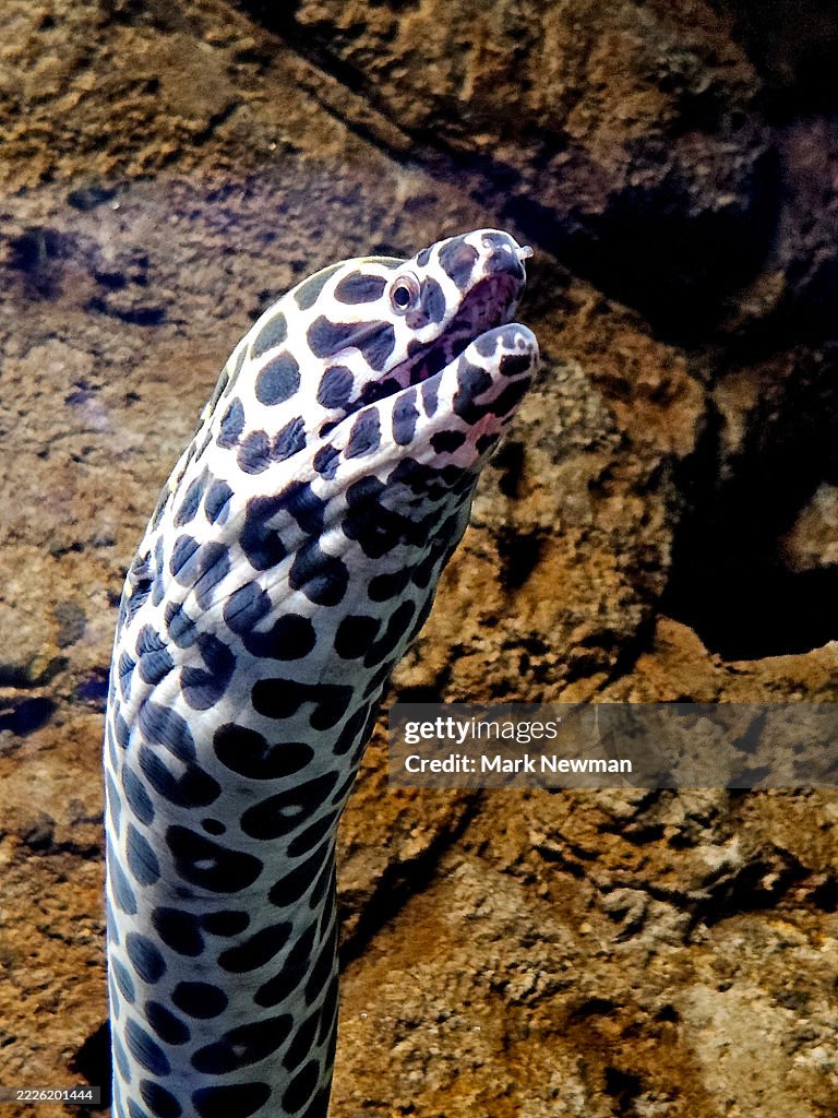 Honeycomb moray eel