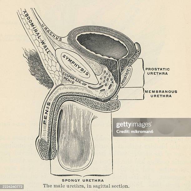 old engraved illustration of the male urethra - scrotum stock pictures, royalty-free photos & images