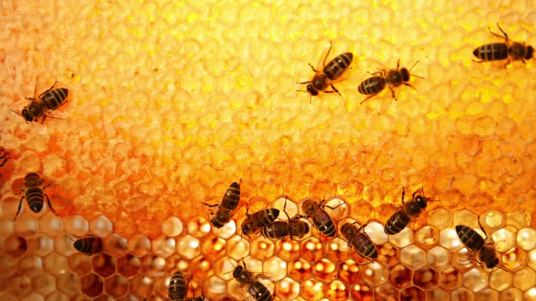 https://media.gettyimages.com/id/2226275867/video/bees-walking-on-honeycomb-and-carrying-honey.jpg?b=1&s=640x640&k=20&c=5R_0mfhQBRvSYZOfQLRcmYt43fyuUyjNoFcCsGc4JuQ=