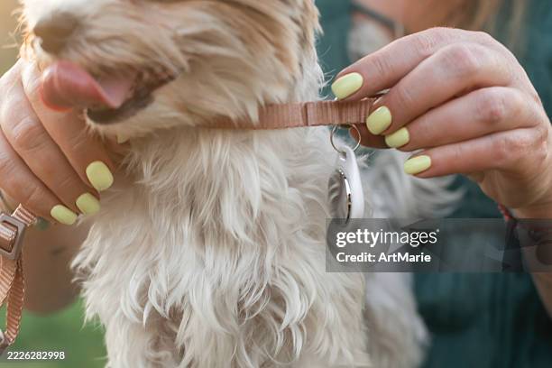 woman with her cute biewer yorkshire-terrier dog with gps tracker outdoors in summer - collar stock pictures, royalty-free photos & images