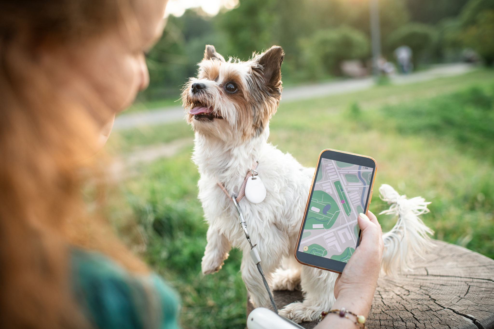 yorkie with people