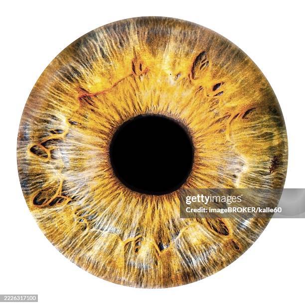 eye, iris, eyeball, glass eye, biometric, biometric, identity, reading, human, see, structure, disease, scanner, scan, sensor, ophthalmologist, glass, security, yellow, brown, black, isolated, isolated - prosthetic technology stock illustrations