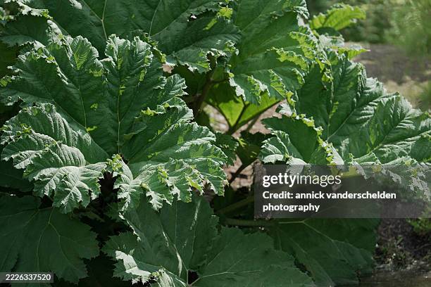 Gunnera Identification 145 Giant Gunnera Stock Photos, High-Res Pictures, and Images - Getty ...