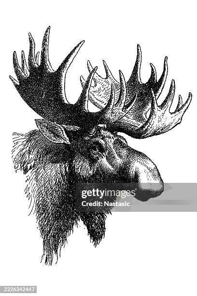 ilustraciones, imágenes clip art, dibujos animados e iconos de stock de cabeza de alce o alce euroasiático (alces alces) - alce