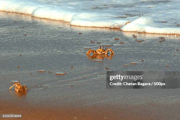 close-up of crab on shore at beach,ponneri,tamil nadu,ind - crab stock pictures, royalty-free photos & images