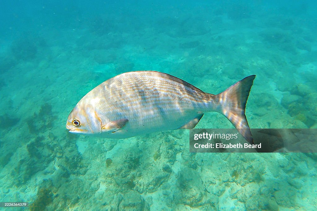 Bermuda chub in waters of Aruba