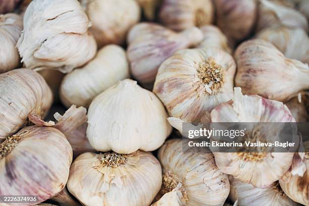 close-up of numerous garlic bulbs, highlighting their papery skin and clustered formation - garlic clove stock pictures, royalty-free photos & images