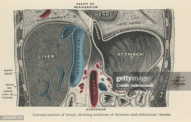 Tbody Runk 570 Trunk Anatomy Stock Photos, High-Res Pictures, and Images - Getty ...