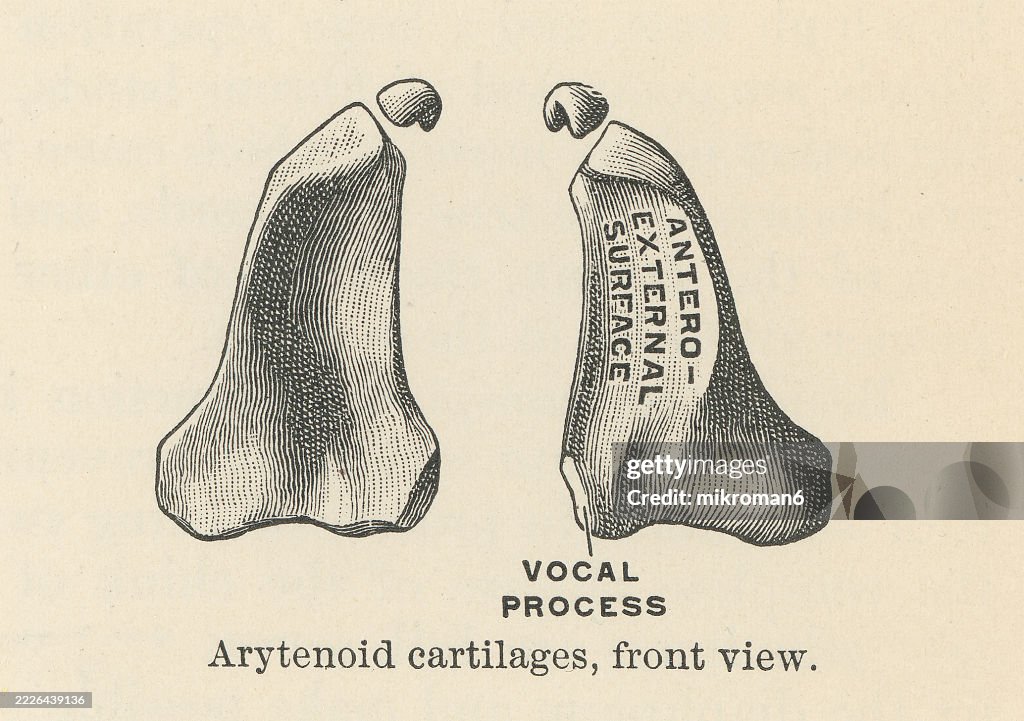 Old engraved illustration of arytenoid cartilages, a pair of small, pyramid-shaped cartilages located in the larynx (voice box) that play a crucial role in vocalization and breathing