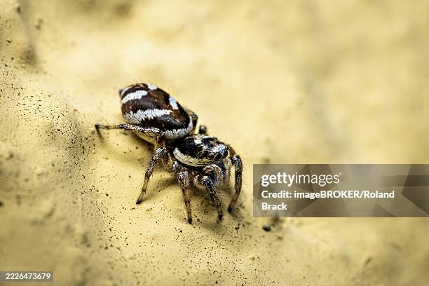 jumping spider in close-up on a yellow sandy surface, the wall zebra jumping spider (salticus scenicus) herleshausen, hesse, germany - zebra jumping spider stock pictures, royalty-free photos & images