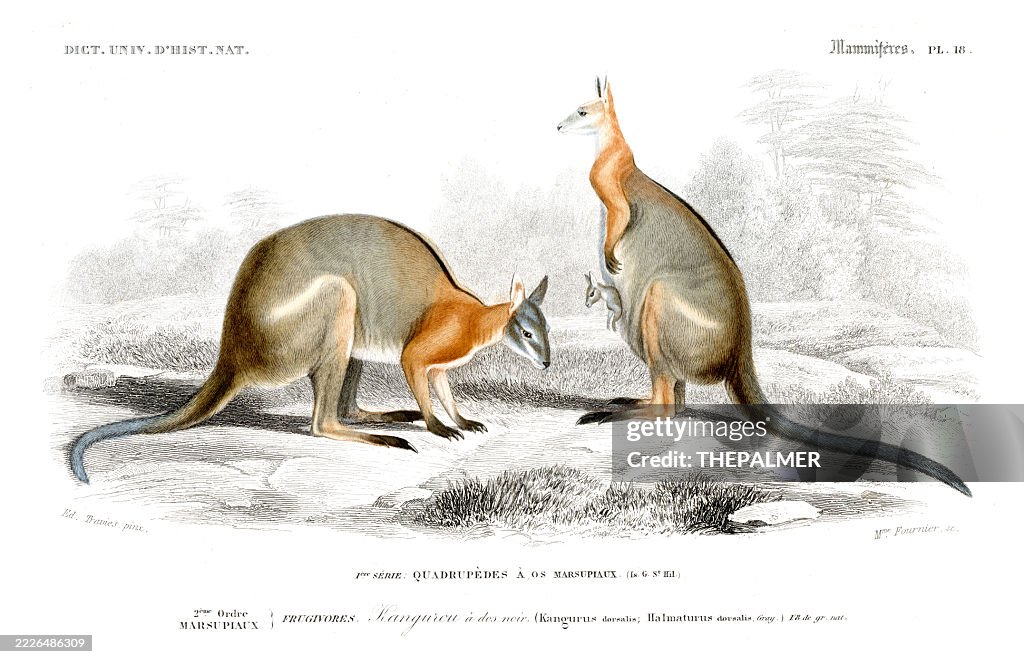 Western Grey Kangaroos – Dictionnaire Universel d'histoire Naturelle by Charles d'Orbigny 1849