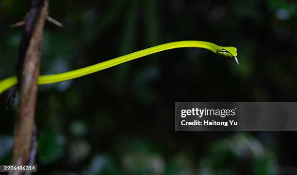 asian whip snake in kaeng krachan national park - langue-des-animaux photos et images de collection