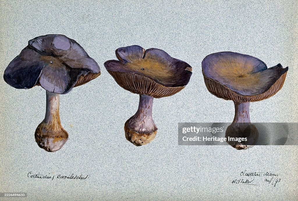 A Fungus (Cortinarius Species): Three Fruiting Bodies