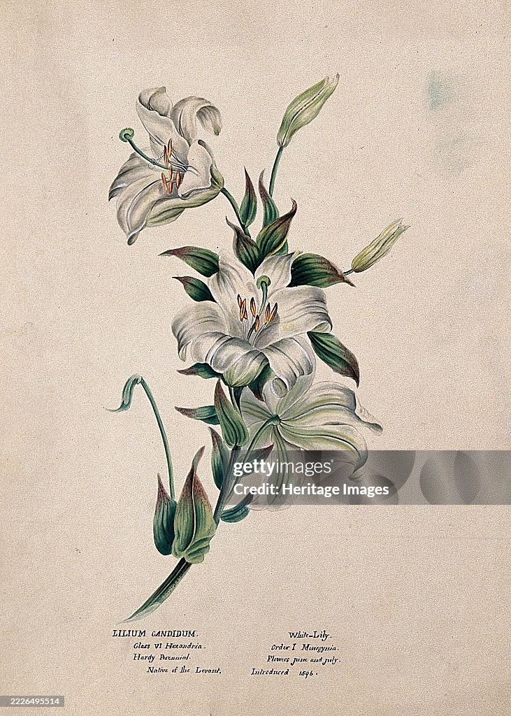 Madonna Lily Or Bourbon Lily (Lilium Candidum): Flowering Stem