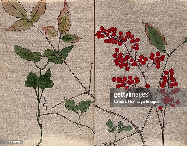 Leafy stem of a green brier with fruit and leaves of an unidentified shrub. Creator: Unknown.