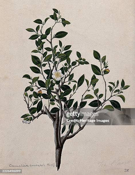 Tea plant : flowering stem. Creator: Unknown.
