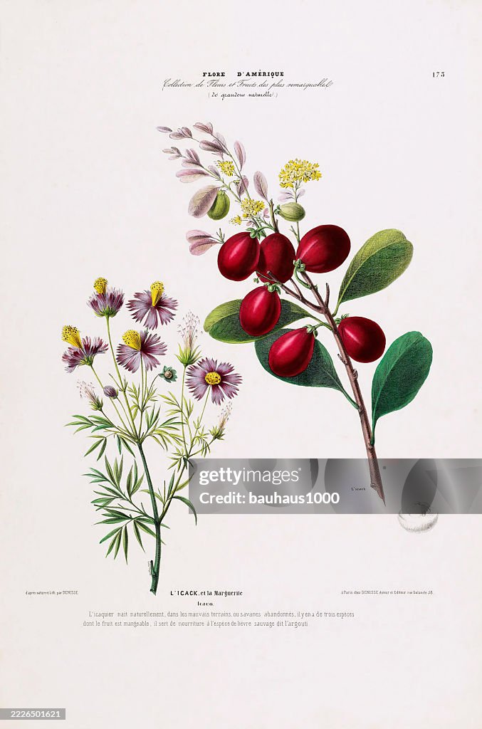 Cocoplum Icaco, antique, hand-colored, flowers and fruits, Botanical Illustration, Published in 1835