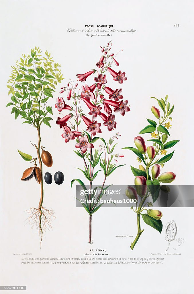 Penstemon parryi, antique, hand-colored, flowers and fruits, Botanical Illustration, Published in 1835