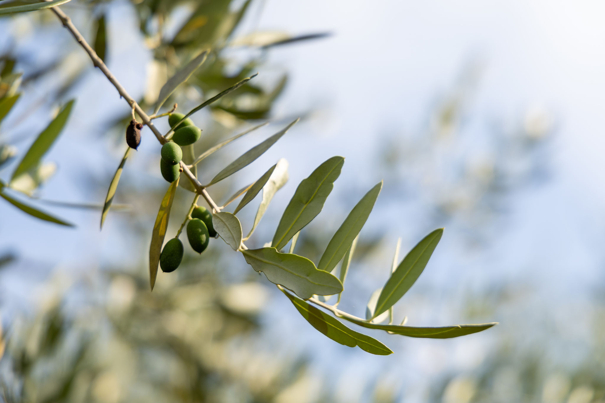olive harvest
