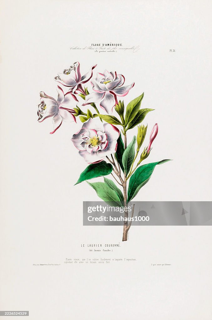 Gardenia Flower, antique, hand-colored, flowers and fruits, Botanical Illustration, Published in 1835