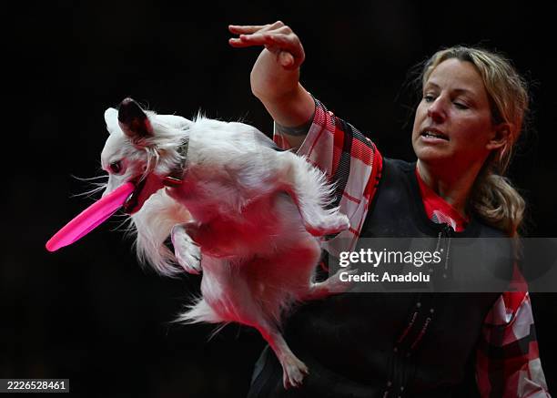 Clover, a Miniature American Shepherd, shows off frisbee skills during Wild Wild Woof A SuperDogs Country & Western Spectacle at the 2025 K-Days...