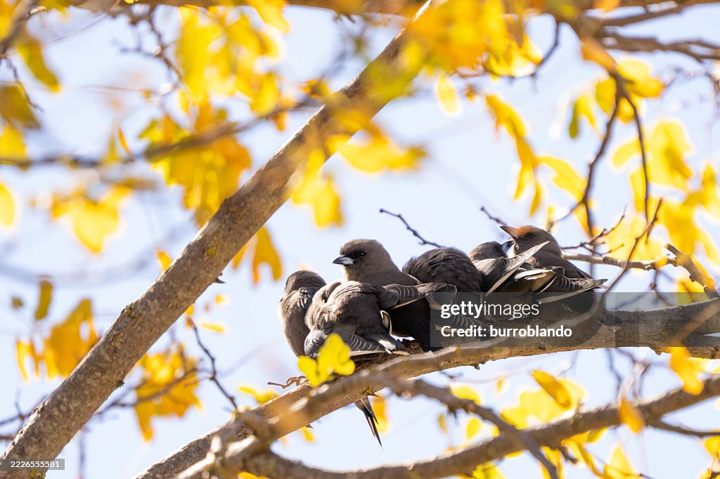 A group of Dusky Woodswallow (Artamus cyanopterus) birds rests quietly on a bare branch deep within a forest