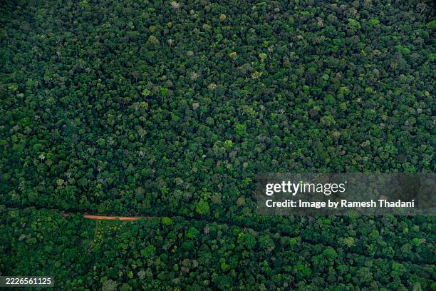 dirt road in rural manaus, in the amazon rainforest - manaus stock pictures, royalty-free photos & images