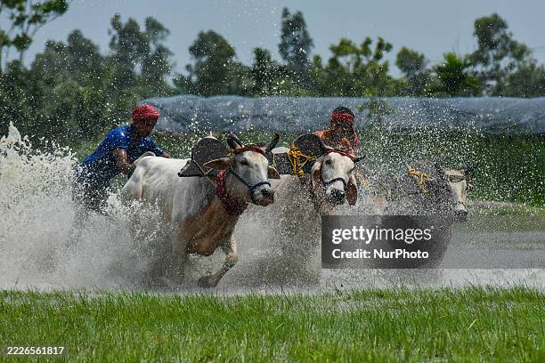 Cattle Racing 19 Photos & High Res Pictures - Getty Images