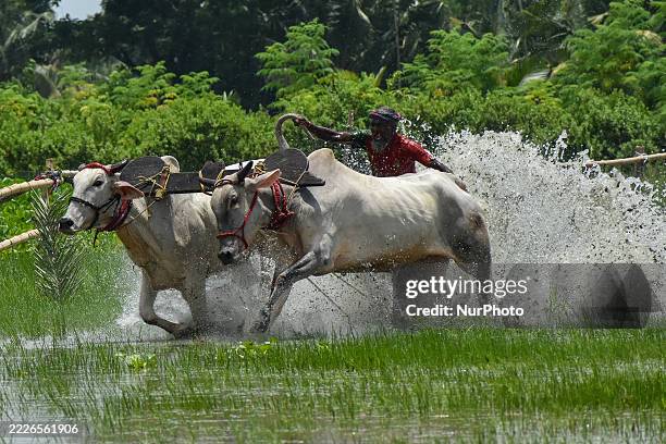 Cattle Racing 19 Photos & High Res Pictures - Getty Images