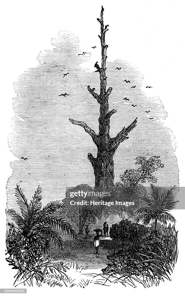 The Ashantee War: Tree On The Road To Inquabim - From A Sketch By Our Special Artist