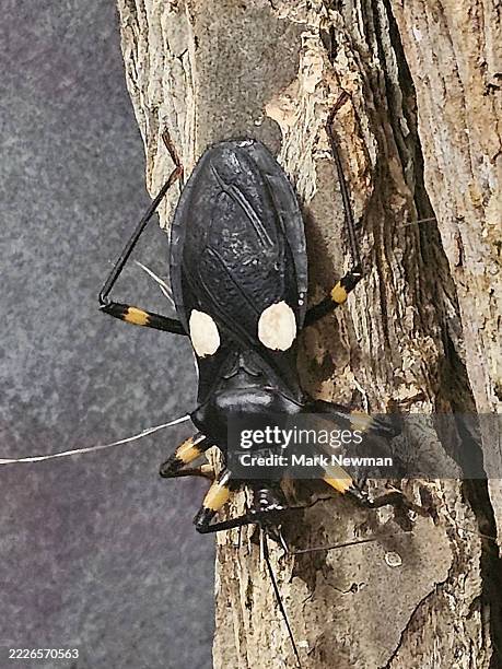 Gitgituk Insect 407 Kissing Bug Stock Photos, High-Res Pictures, and Images - Getty Images