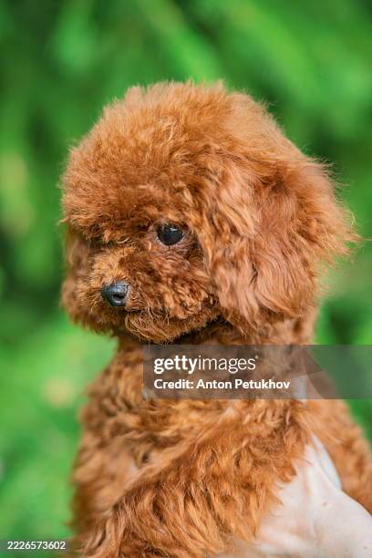teacup poodle