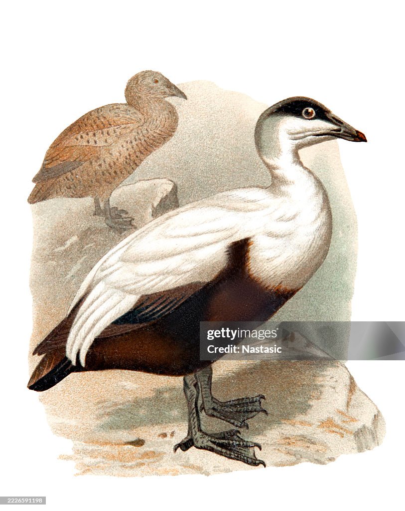 Common eider (Somateria mollissima)
