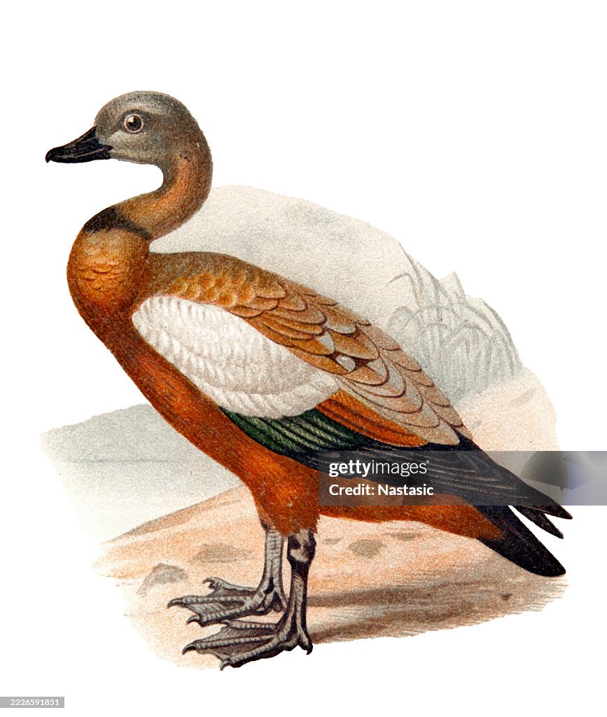 Ruddy Shelldrake (Casarca rutila)
