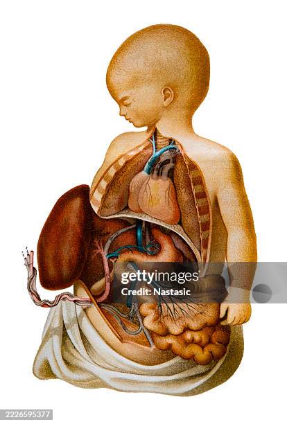 blood circulation before birth - human embryo development stock illustrations