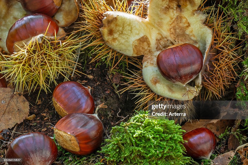 Sweet chestnut