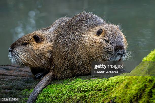 Invasive Rodent 297 Nutrias Stock Photos, High-Res Pictures, and Images - Getty Images