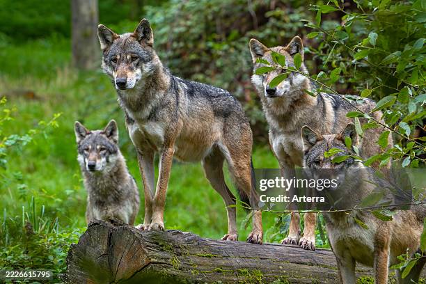 4 Wolves Pack 244 Wolf Pack Hunting Stock Photos, High-Res Pictures, and Images ...