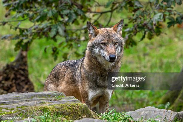 Solitary Eurasian wolf. European grey wolf hunting in forest. Woodland.