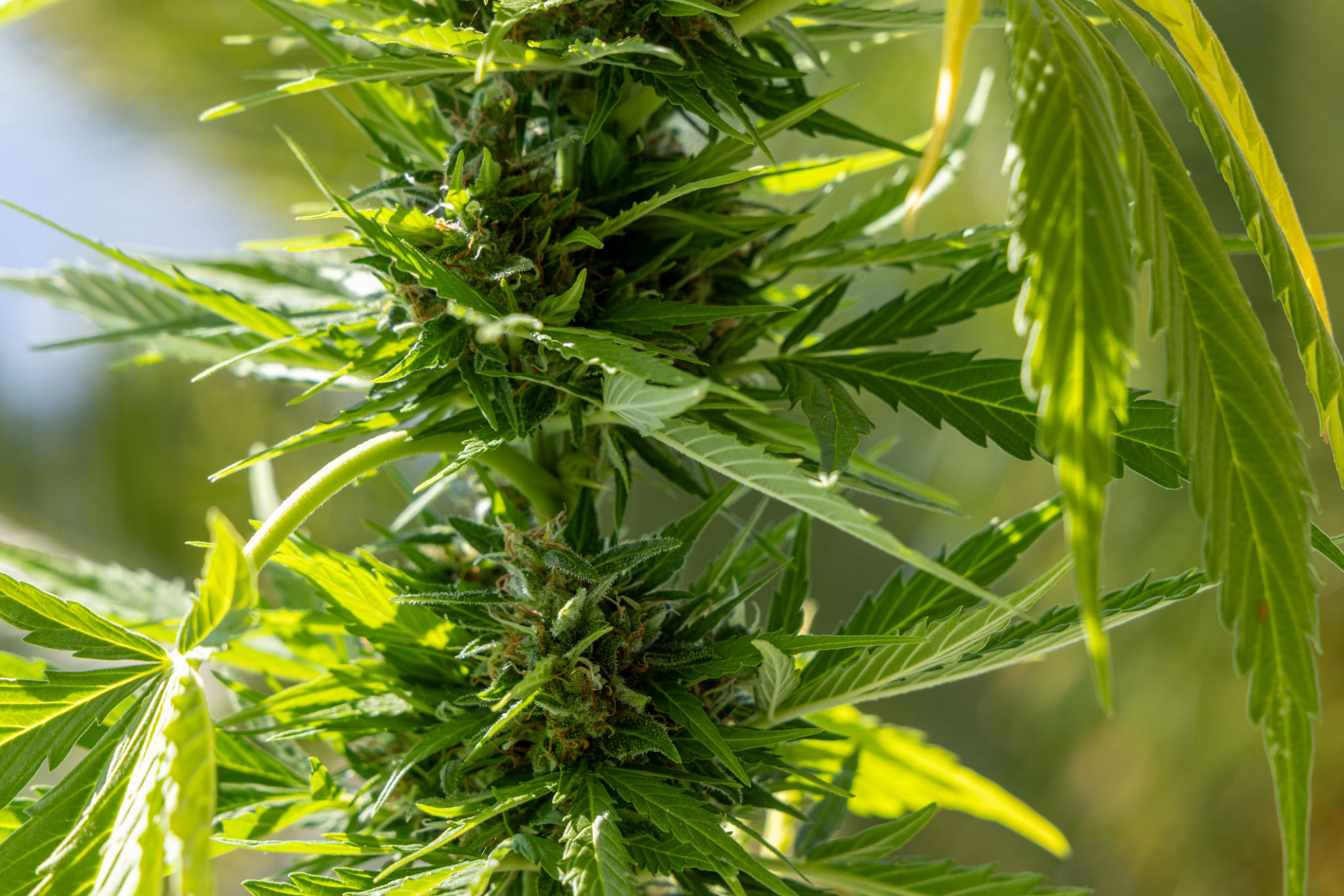 legal cannabis