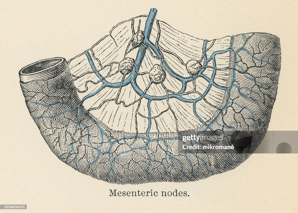 Old engraved illustration of mesenteric lymph nodes - small, bean-shaped glands located in the mesentery, a fold of tissue that attaches the intestines to the abdominal wall