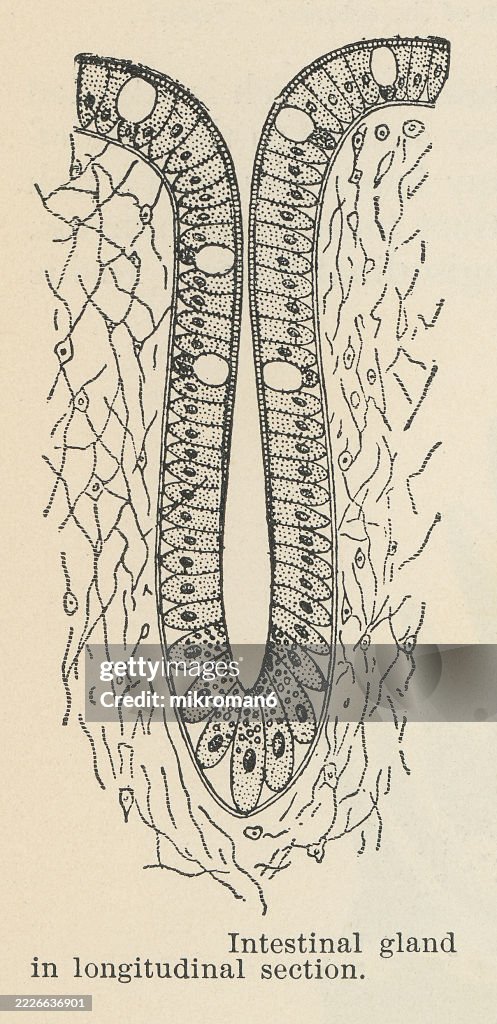 Old engraved illustration of a intestinal gland, a gland found in between villi in the intestinal epithelial lining of the small intestine and large intestine (or colon)