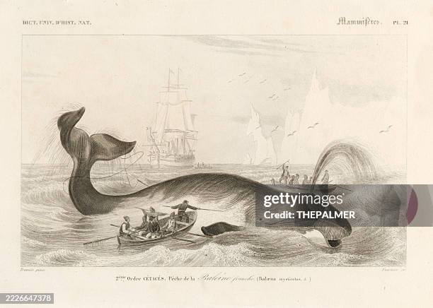 right whale hunt – universal dictionary of natural history by charles d'orbigny, 1849 - animals hunting stock illustrations