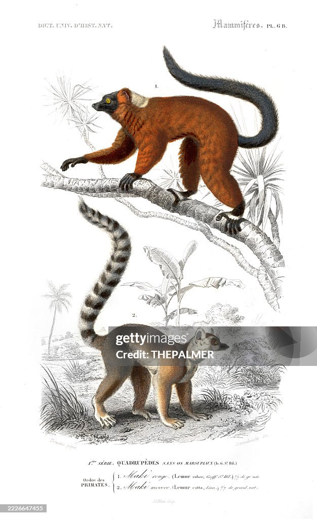 Lemure rosso e lemure dalla coda ad anelli – Dictionnaire Universel d'histoire Naturelle di Charles d'Orbigny 1849