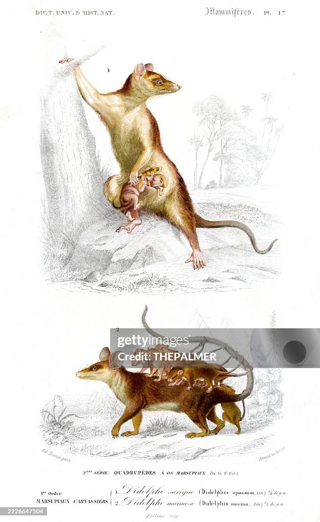 Opossum with Young – Dictionnaire Universel d'histoire Naturelle by Charles d'Orbigny 1849