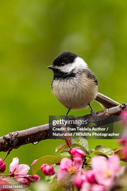 black-capped chickadee - chickadee stock pictures, royalty-free photos & images