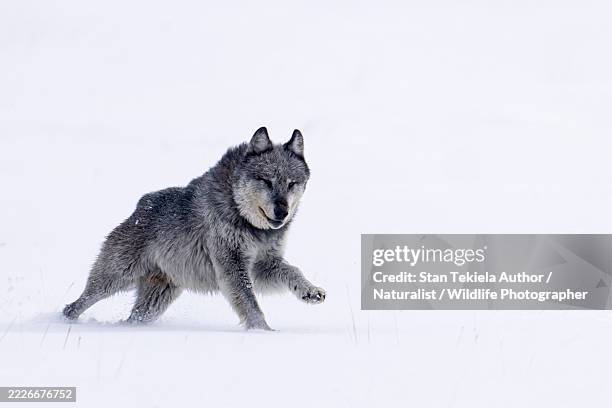 Wolves Moving 16,252 Moving Wolf Stock Photos, High-Res Pictures, and Images - Getty ...