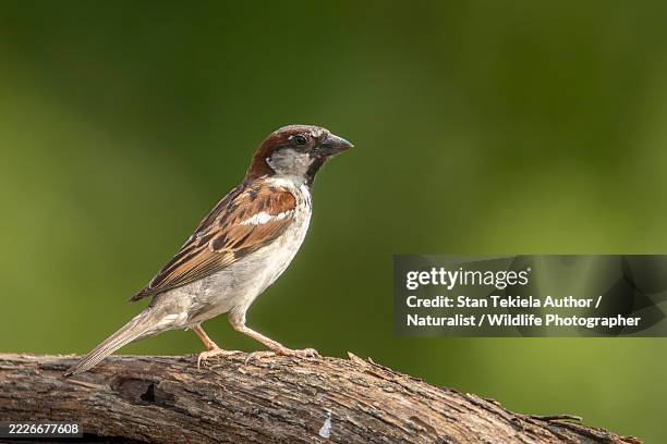 house sparrow - passero foto e immagini stock