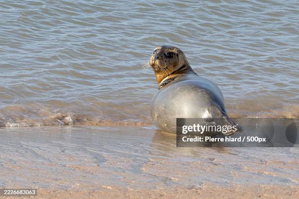 close-up of seal at beach,ostende,flandre,belgium - pelikaan stockfoto's en -beelden